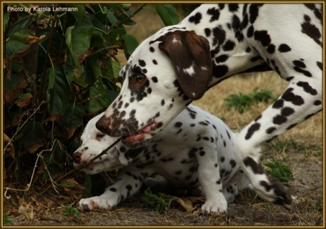Samoa`s Sunrise vom Teutoburger Wald mit ihrer Halbschwester Quality Queen vom Teutoburger Wald (gen. Que)