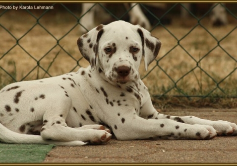 Shining Star vom Teutoburger Wald