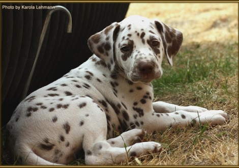 Southern Moon vom Teutoburger Wald