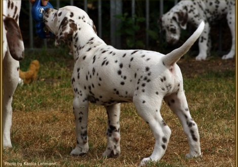 Shir Khan vom Teutoburger Wald