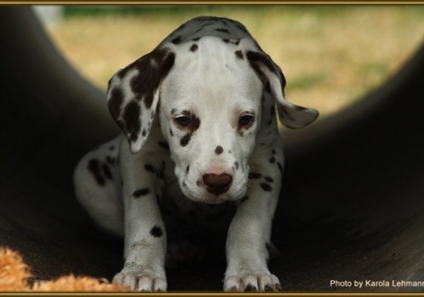 Samoa`s Sunrise vom Teutoburger Wald