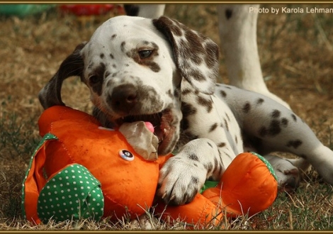 Seventh Heaven vom Teutoburger Wald