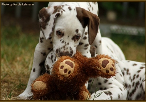 Smiling Sambuca vom Teutoburger Wald & Southern Moon vom Teutoburger Wald