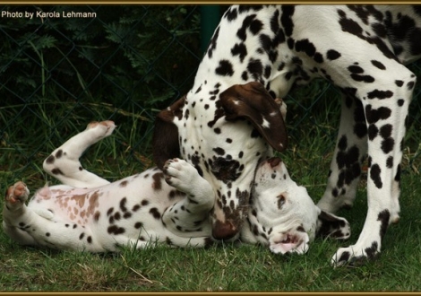 Samoa`s Sunrise vom Teutoburger Wald mit ihrer Halbschwester Quality Queen vom Teutoburger Wald (gen. Que)