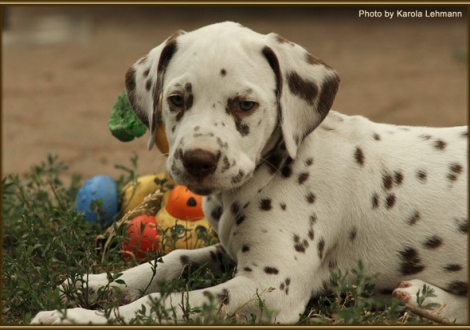 Shining Star vom Teutoburger Wald
