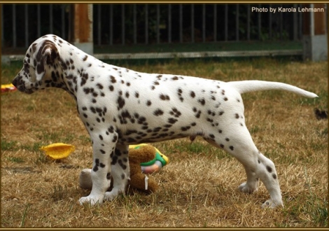 Southern Moon vom Teutoburger Wald