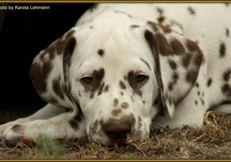 Shir Khan vom Teutoburger Wald genannt Sirius (vermittelt an: Birgit Heise ,58119 Hagen)