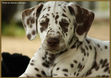 Southern Moon vom Teutoburger Wald genannt Moon (vermittelt an: Antje Pommerien, 29351 Luttern)