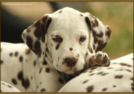 Samoa`s Sunrise vom Teutoburger Wald genannt Samoa (vermittelt an: Petra & Udo Brückner, 58636 Iserlohn)