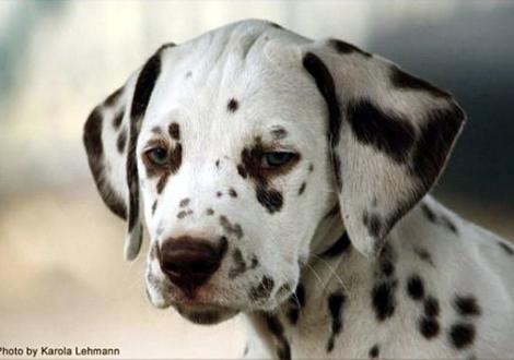 Shining Star vom Teutoburger Wald genannt June (verbleibt in der Zuchtstätte Dalmatiner vom Teutoburger Wald)