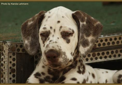 Seventh Heaven vom Teutoburger Wald genannt Heaven ( -reserviert- )