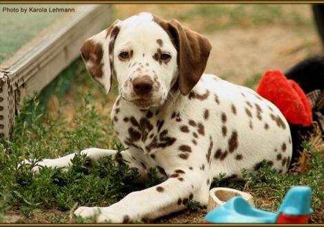 Smiling Sambuca vom Teutoburger Wald genannt Sambuca (vermittelt an: Anne Berber, 13088 Berlin)