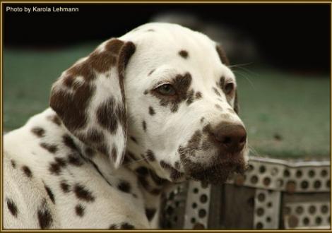 Shir Khan vom Teutoburger Wald
