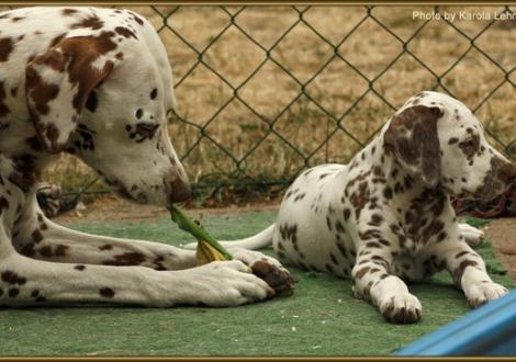 Mama Latoya vom Teutoburger Wald mit ihrer Tochter Seventh Heaven vom Teutoburger Wald