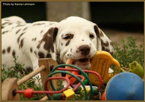 Samoa`s Sunrise vom Teutoburger Wald
