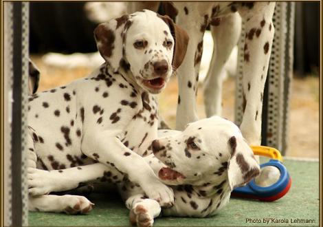 Smiling Sambuca vom Teutoburger Wald & Shining Star vom Teutoburger Wald