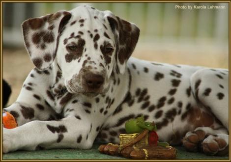 Southern Moon vom Teutoburger Wald