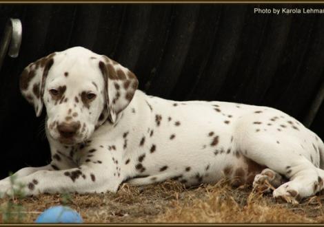 Shir Khan vom Teutoburger Wald