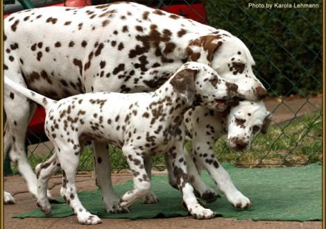 Mama Latoya vom Teutoburger Wald genießt das Spiel mit ihren Kindern Seventh Heaven vom Teutoburger Wald & Shir Khan vom Teutoburger Wald