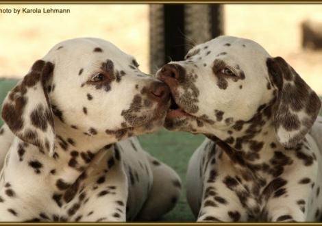 Shir Khan vom Teutoburger Wald & Seventh Heaven vom Teutoburger Wald