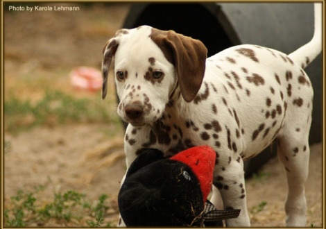 Smiling Sambuca vom Teutoburger Wald