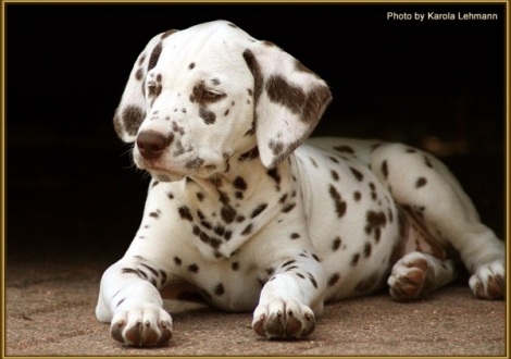 Shining Star vom Teutoburger Wald