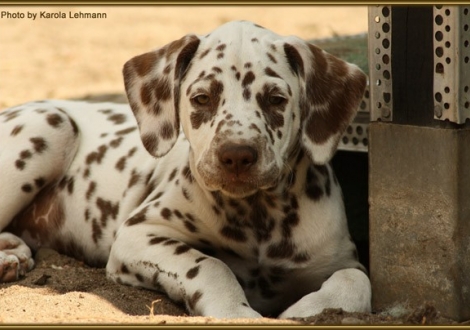 Southern Moon vom Teutoburger Wald