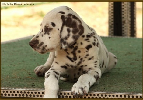 Shir Khan vom Teutoburger Wald