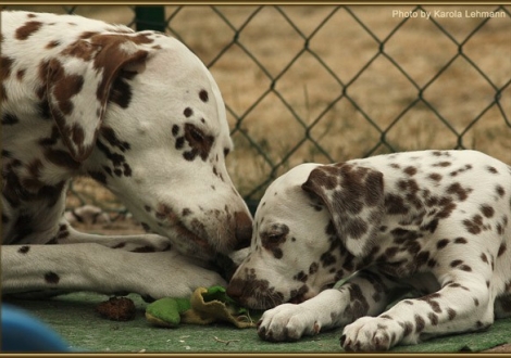 Mama Latoya vom Teutoburger Wald mit ihrer Tochter Seventh Heaven vom Teutoburger Wald