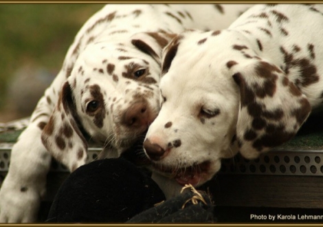 Southern Moon vom Teutoburger Wald & Samoa`s Sunrise vom Teutoburger Wald