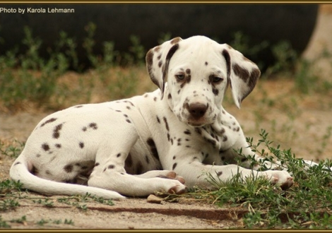 Shining Star vom Teutoburger Wald