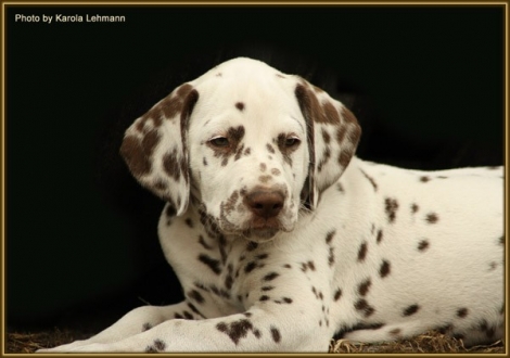 Shir Khan vom Teutoburger Wald