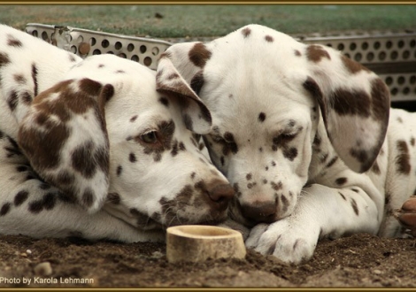 Shir Khan vom Teutoburger Wald & Shining Star vom Teutoburger Wald