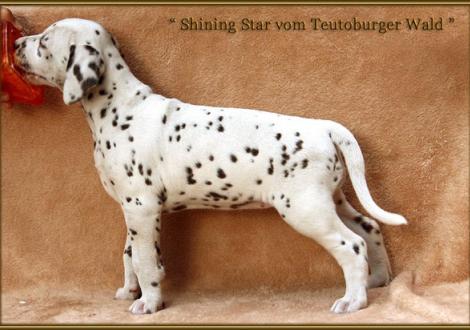 Shining Star vom Teutoburger Wald genannt June (verbleibt in der Zuchtstätte Dalmatiner vom Teutoburger Wald)