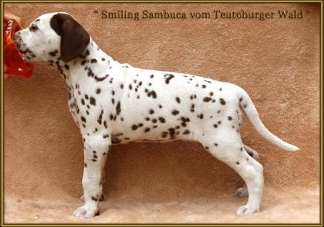 Smiling Sambuca vom Teutoburger Wald genannt Sambuca (vermittelt an: Anne Berber, 13088 Berlin)
