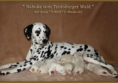 Nabuka vom Teutoburger Wald