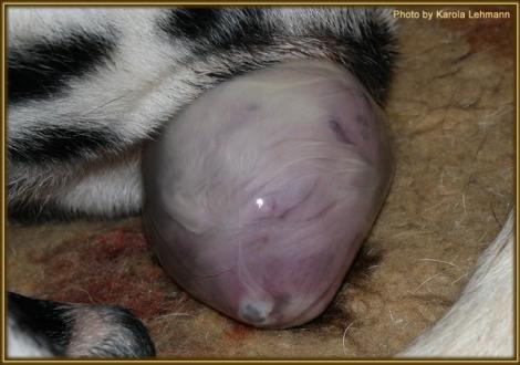 Die Geburt von Mr. Blau