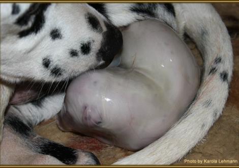 ... noch ein kleines bißchen Pressen, dann ist es geschafft!