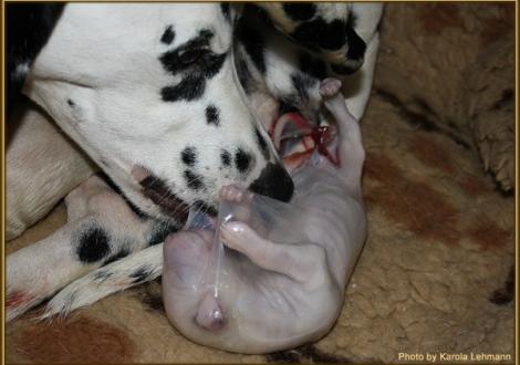 Nabuka reißt die Fruchthülle auf, damit Mr. Blau atmen kann