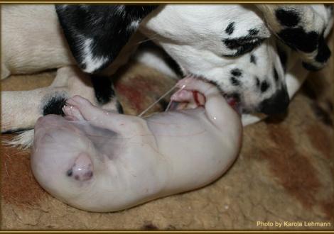 Das Schnäuzchen ist bereits zum Atmen freigelegt, nun beißt Nabuka erst einmal die Nabelschnur durch.