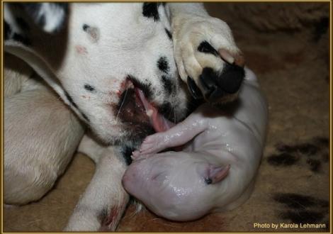 Nun hat Nabuka die Fruchthülle von Mr. Blau komplett entfernt.
