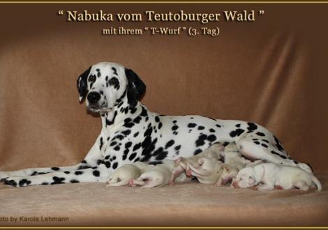 Fotoimpressionen des 3. Lebenstages der Welpen