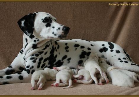 Mama Nabuka vom Teutoburger Wald genießt ihre Mutterrolle sichtlich!