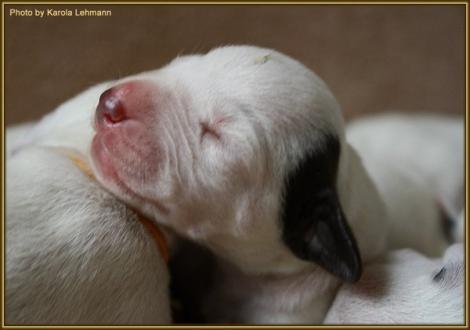 Mr. Braun-Platte Rüde weiss/braun (ohne Halsband)