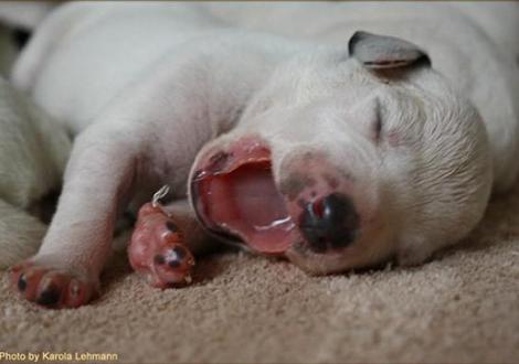 Lady Ohne Hündin weiss/schwarz (ohne Halsband)