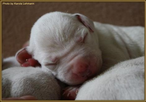 Mr. Ohne Rüde weiss/braun (ohne Halsband)
