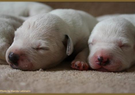 Lady Ohne Hündin weiss/schwarz & Mr. Blau Rüde weiss/schwarz (blaues Halsband