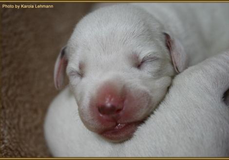 Lady Rosa Hündin weiss/schwarz (rosa Halsband)