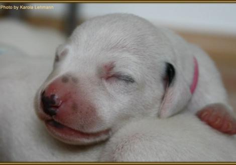 Lady Rosa Hündin weiss/schwarz (rosa Halsband)