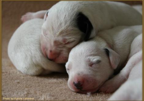 Mr. Schwarz-Platte Rüde weiss/schwarz (ohne Halsband) & Lady Rosa Hündin weiss/schwarz